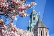 Blooming Magnolia Tree In Krakow, Poland