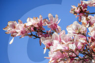 Blooming Magnolia Tree In Krakow, Poland