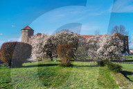 Blooming Magnolia Tree In Krakow, Poland