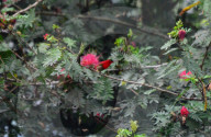  Crimson Bird