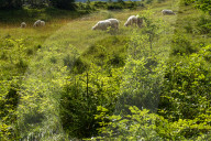 Flock Of Sheep In Bavaria