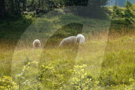 Flock Of Sheep In Bavaria