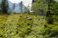 Flock Of Sheep In Bavaria