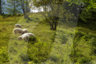 Flock Of Sheep In Bavaria
