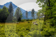 Flock Of Sheep In Bavaria