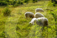 Flock Of Sheep In Bavaria