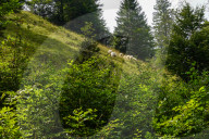 Flock Of Sheep In Bavaria