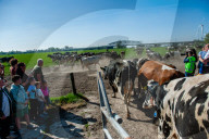 Cows Are Going Outside For The First Time This Year In The Netherlands.