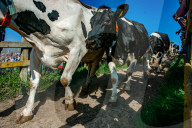 Cows Are Going Outside For The First Time This Year In The Netherlands.