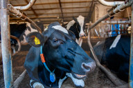 Cows Are Going Outside For The First Time This Year In The Netherlands.