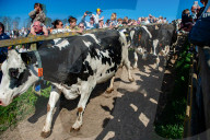 Cows Are Going Outside For The First Time This Year In The Netherlands.