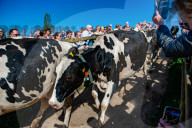 Cows Are Going Outside For The First Time This Year In The Netherlands.