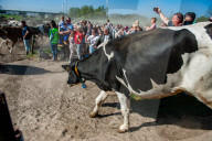 Cows Are Going Outside For The First Time This Year In The Netherlands.
