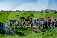 Cows Are Going Outside For The First Time This Year In The Netherlands.
