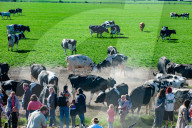 Cows Are Going Outside For The First Time This Year In The Netherlands.