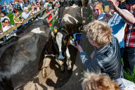 Cows Are Going Outside For The First Time This Year In The Netherlands.