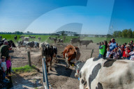 Cows Are Going Outside For The First Time This Year In The Netherlands.