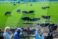 Cows Are Going Outside For The First Time This Year In The Netherlands.