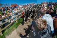 Cows Are Going Outside For The First Time This Year In The Netherlands.