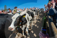 Cows Are Going Outside For The First Time This Year In The Netherlands.