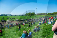 Cows Are Going Outside For The First Time This Year In The Netherlands.