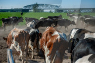 Cows Are Going Outside For The First Time This Year In The Netherlands.