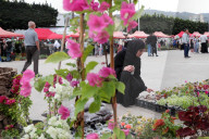 Festival Of Flowers And Plants In Blida, Algeria