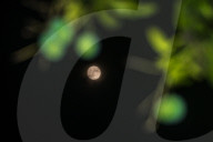 Pink Moon 2025 - Micromoon