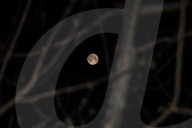 Pink Moon 2025 - Micromoon