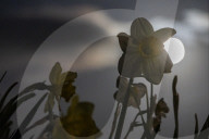 Full Moon Of April 2025