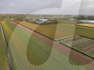 Aerial View Of Blooming Tulip Fields In The Netherlands
