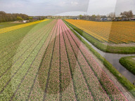 Aerial View Of Blooming Tulip Fields In The Netherlands