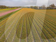 Aerial View Of Blooming Tulip Fields In The Netherlands
