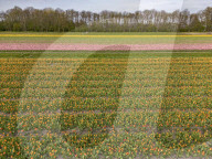 Aerial View Of Blooming Tulip Fields In The Netherlands