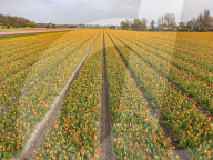 Aerial View Of Blooming Tulip Fields In The Netherlands