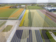 Aerial View Of Blooming Tulip Fields In The Netherlands