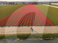 Aerial View Of Blooming Tulip Fields In The Netherlands