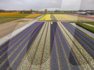 Aerial View Of Blooming Tulip Fields In The Netherlands