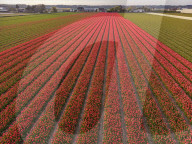 Aerial View Of Blooming Tulip Fields In The Netherlands