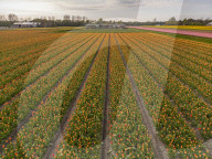 Aerial View Of Blooming Tulip Fields In The Netherlands