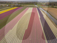 Aerial View Of Blooming Tulip Fields In The Netherlands