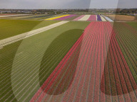Aerial View Of Blooming Tulip Fields In The Netherlands