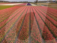 Aerial View Of Blooming Tulip Fields In The Netherlands