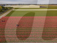 Aerial View Of Blooming Tulip Fields In The Netherlands