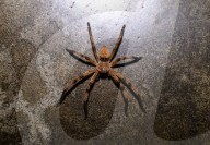 Golden Huntsman Spider - Olios - Animal India