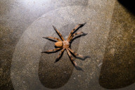 Golden Huntsman Spider - Olios - Animal India