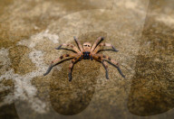 Golden Huntsman Spider - Olios - Animal India