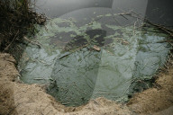 Cyanobacteria Pollution