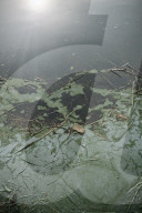 Cyanobacteria Pollution