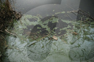 Cyanobacteria Pollution